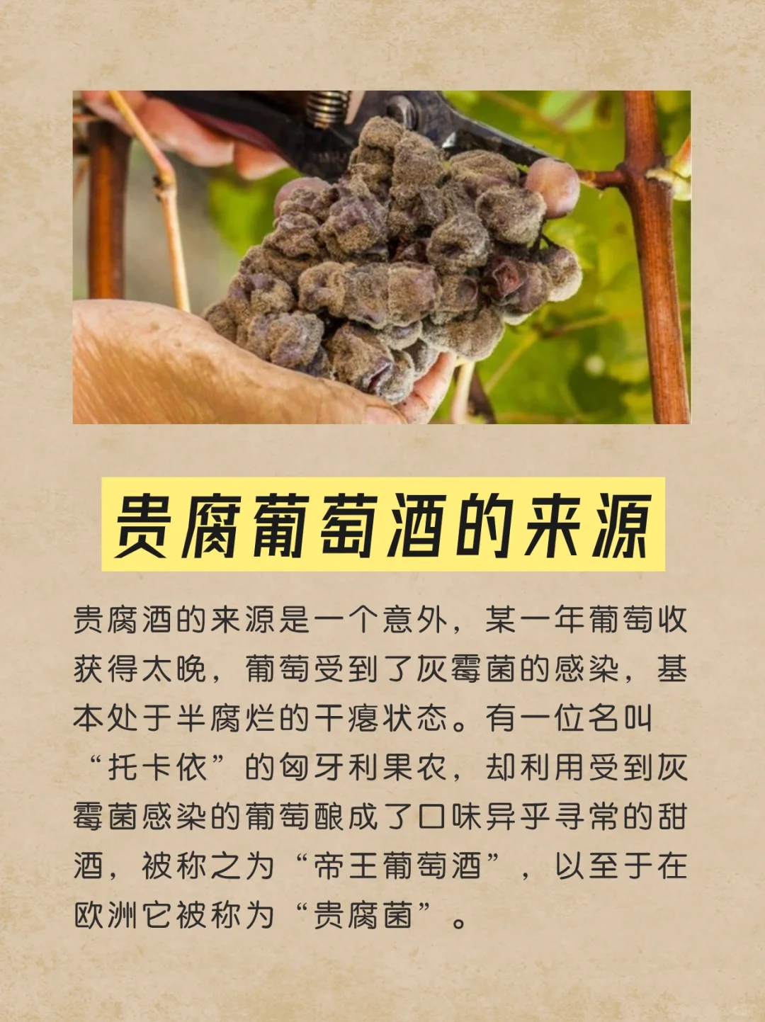 一起了解甜白葡萄酒——贵腐🥂
