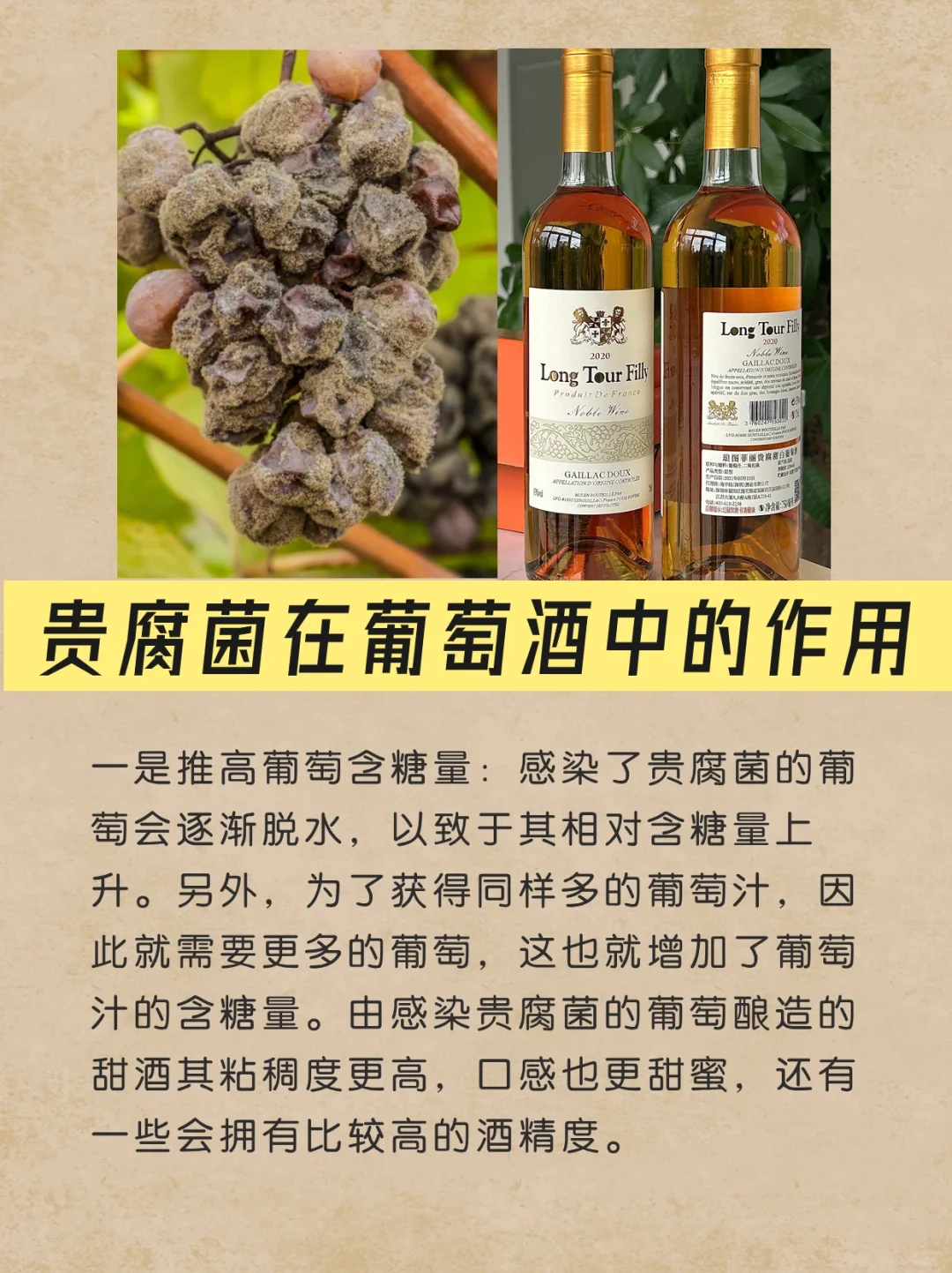 一起了解甜白葡萄酒——贵腐🥂